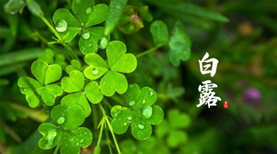 白露時節！ 金環電器提醒大家要注意這些事項